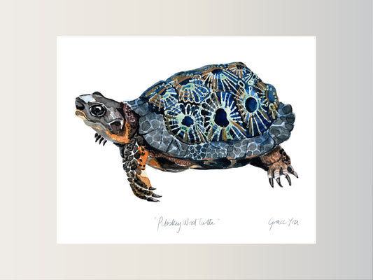 ART PRINT || Petoskey Wood Turtle