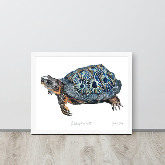 ART PRINT || Petoskey Wood Turtle